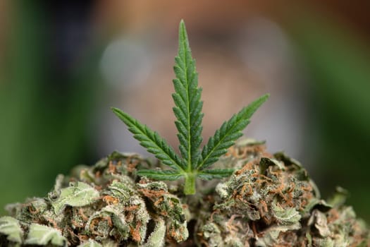 Cbd weed, Cannabis leaves and Top view of marijuana