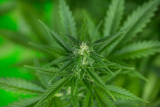 Cannabis leaf and marijuana plant. medical marijuana cannabis