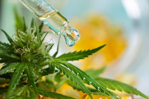 Marijuana plant with medical cannabis, cbd