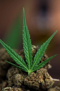 Cbd weed, Cannabis leaves and Top view of marijuana
