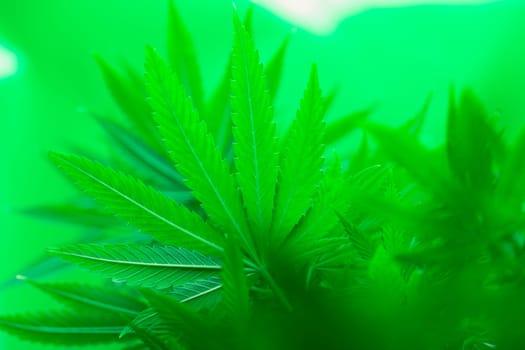 Close up view of green marijuana plant