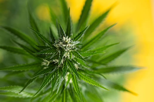 Close up view of green marijuana plant