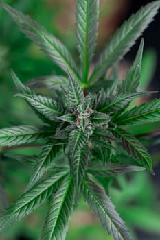Marijuana plant with medical cannabis, cbd