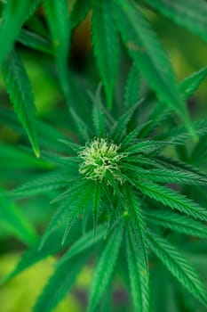 Close up view of green marijuana plant