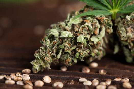 Weed, Top view of marijuana, Cannabis leaves