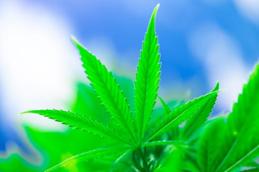 Cannabis leaf and marijuana plant. medical marijuana cannabis
