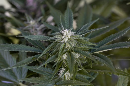 Cannabis leaf and marijuana plant. medical marijuana cannabis