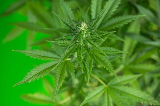 Close up view of green marijuana plant