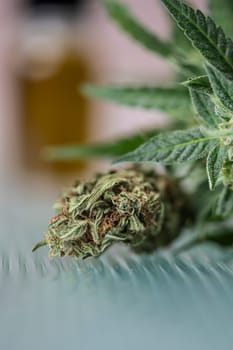 Marijuana, cannabis bud and weed, cbd concept