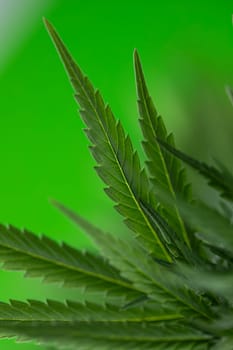 Close up view of green marijuana plant