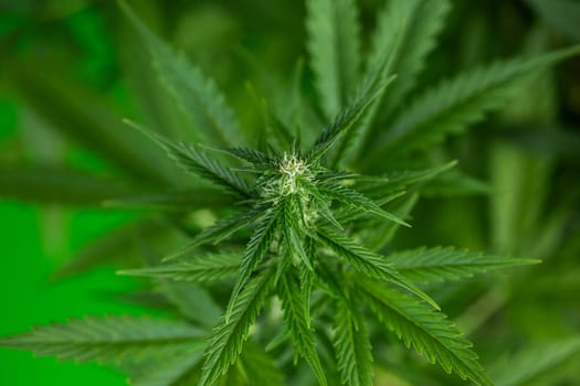 Cannabis leaves, Hemp medical plant, Marijuana