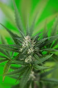 Cannabis leaf and marijuana plant. medical marijuana cannabis