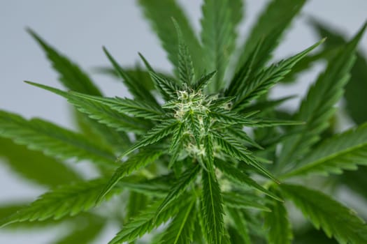 Close up view of green marijuana plant