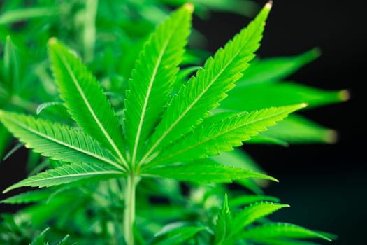 Cannabis leaf and marijuana plant. medical marijuana cannabis