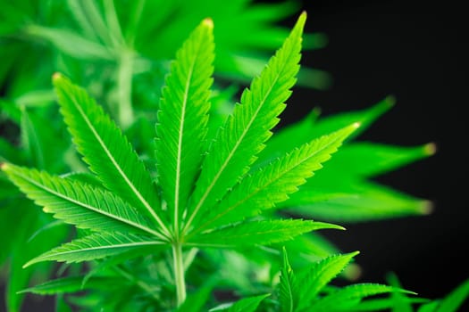 Cannabis leaves, Hemp medical plant, Marijuana