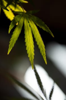 Weed medicine leaf, Grow indica flowering, Cannabis plant, Marijuana