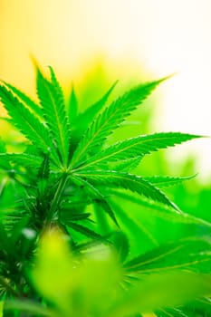 Cannabis leaf and marijuana plant. medical marijuana cannabis