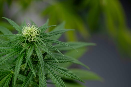 Cannabis leaves, Hemp medical plant, Marijuana