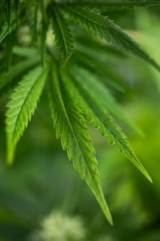 Marijuana, cannabis plant. cannabis plant