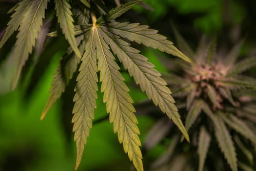 Weed medicine leaf, Grow indica flowering, Cannabis plant, Marijuana