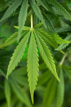 Cannabis leaf and marijuana plant. medical marijuana cannabis
