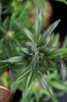 Cannabis leaves with marijuana, cbd concept