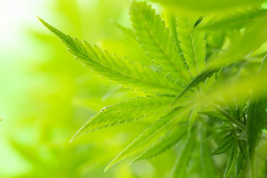 Close up view of green marijuana plant