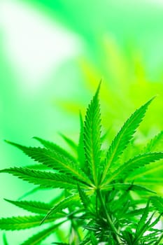 Close up view of green marijuana plant
