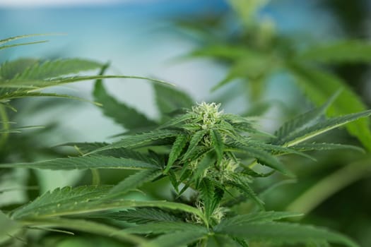 Marijuana, cannabis plant. cannabis plant