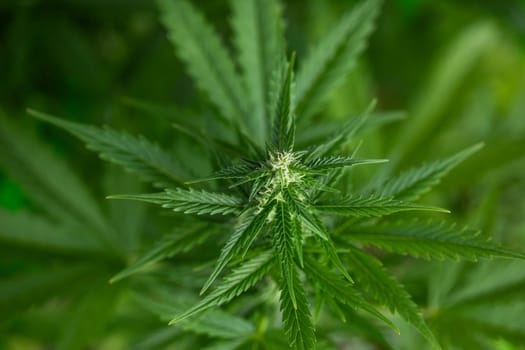 Cannabis leaf and marijuana plant. medical marijuana cannabis