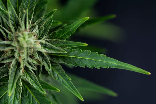 Cannabis leaves, Hemp medical plant, Marijuana