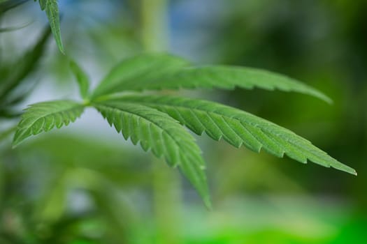 Close up view of green marijuana plant