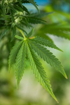 Close up view of green marijuana plant