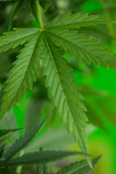 Cannabis leaves, Hemp medical plant, Marijuana