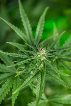 Close up view of green marijuana plant