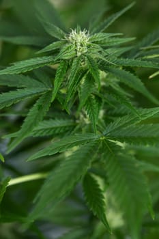 Close up view of green marijuana plant