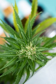 Marijuana plant with medical cannabis, cbd