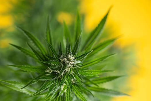 Cannabis leaves, Hemp medical plant, Marijuana
