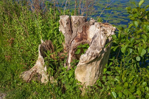 Old gnarled tree stump by a body of water, Germany