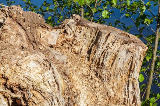 Old gnarled tree stump by a body of water, Germany
