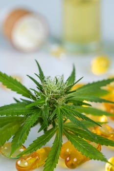 Cannabis leaf and capsules cbd on a white background. top view