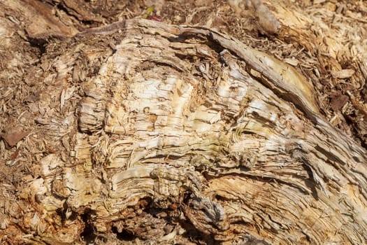Old cracked brown weathered tree bark on a tree stump, wallpaper, Germany