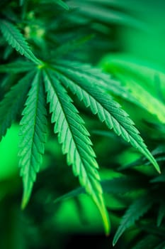 Close up view of green marijuana plant