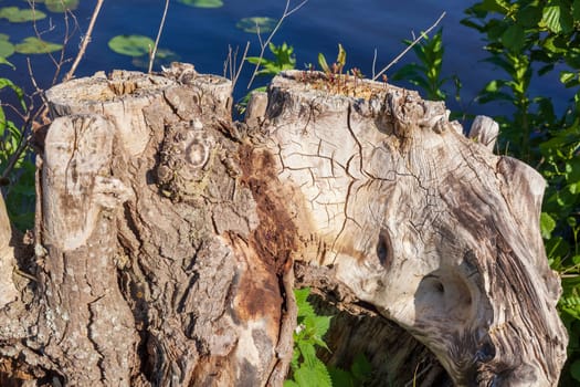 Old gnarled tree stump by a body of water, Germany