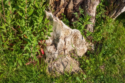 Old gnarled tree stump, Germany
