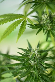 Cannabis leaves, Hemp medical plant, Marijuana