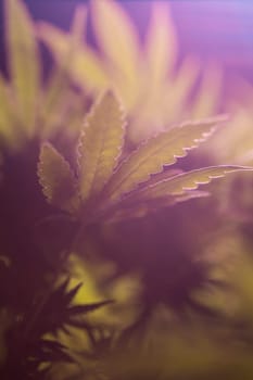 Green cannabis flowers, Weed medicine leaf, Marijuana