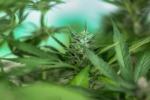 Cannabis leaves, Hemp medical plant, Marijuana
