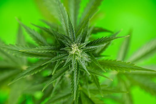 Marijuana, cannabis plant. cannabis plant