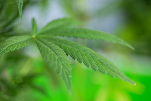 Marijuana, cannabis plant. cannabis plant